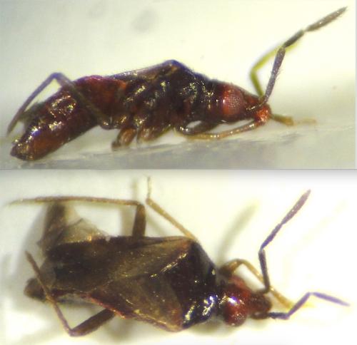 Loricula ruficeps